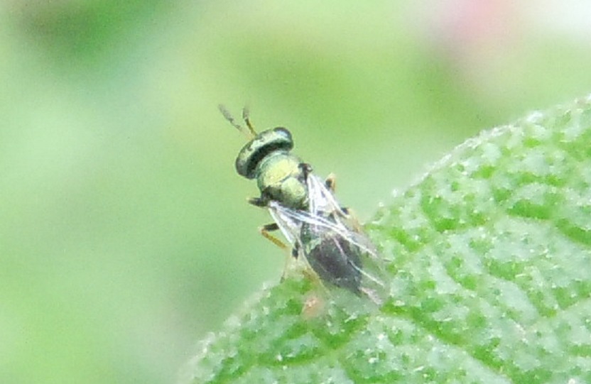 Piccolo, verde metallizzato:  cfr. Pteromalidae